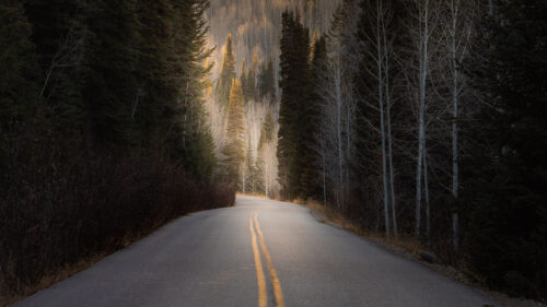 Road, Forest, Hill HD Wallpapers Free Download
