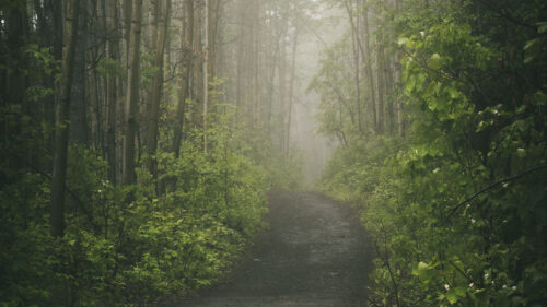 Road, Forest, Path HD Wallpapers Free Download