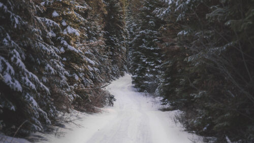 Road, Forest, Snow, HD Wallpapers Free Download