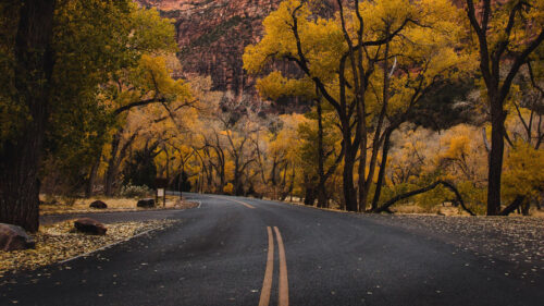 Road, Mountains, Trees, HD Wallpapers Free Download
