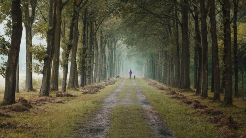 Road, Path, Alley, HD Wallpapers Free Download