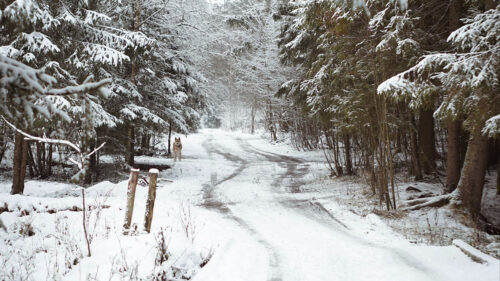 Road, Snow, Trees HD Wallpapers Free Download