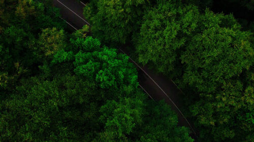 Road, Trees, Aerial, View, HD Wallpapers Free Download