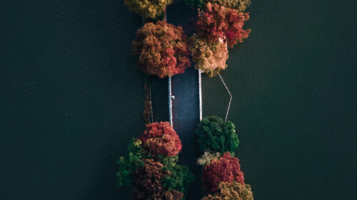 Road, Trees, Aerial, View HD Wallpapers Free Download