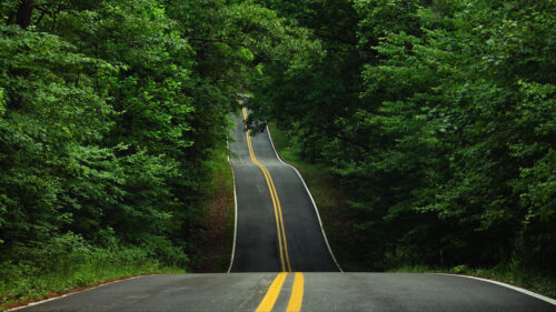 Road, Trees, Asphalt, HD Wallpapers Free Download