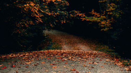 Road, Trees, Autumn, HD Wallpapers Free Download