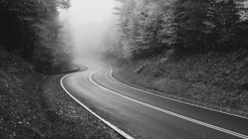 Road, Trees, Fog, HD Wallpapers Free Download