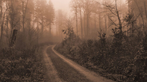 Road, Trees, Fog HD Wallpapers Free Download