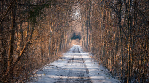 Road, Trees, Snow HD Wallpapers Free Download