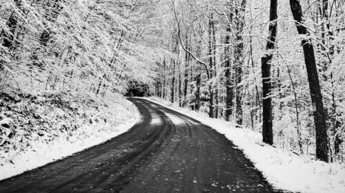 Road, Turn, Trees, HD Wallpapers Free Download (2)
