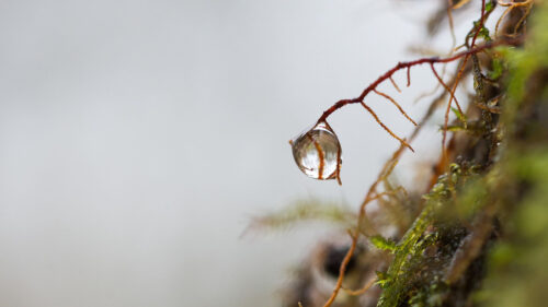 Roots, Drop, Macro, HD Wallpapers Free Download