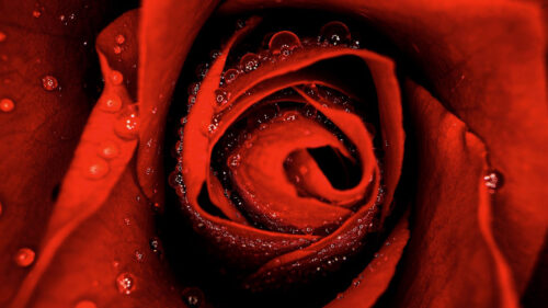 Rose, Drops, Macro HD Wallpapers Free Download