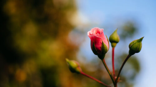 Rose, Flower, Bud HD Wallpapers Free Download
