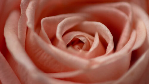 Rose, Flower, Macro, HD Wallpapers Free Download