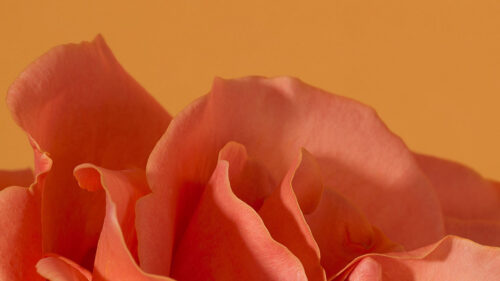 Rose, Flower, Petals, HD Wallpapers Free Download