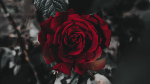 Rose, Flower, Red HD Wallpapers Free Download