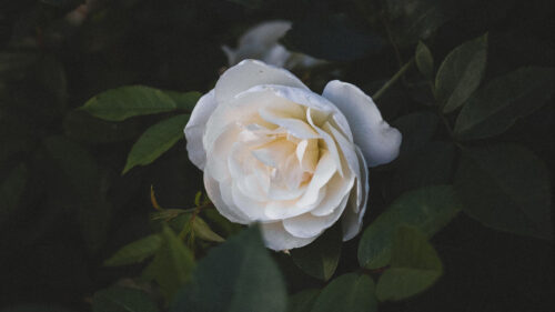 Rose, Flower, White, HD Wallpapers Free Download