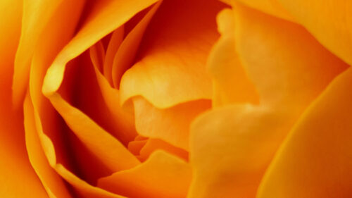 Rose, Flower, Yellow HD Wallpapers Free Download (2)