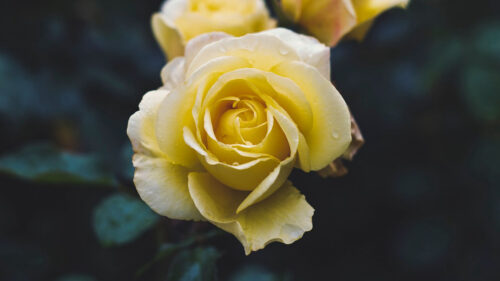 Rose, Flower, Yellow HD Wallpapers Free Download