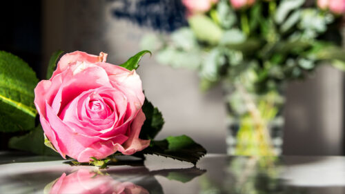 Rose, Flowers, Petals HD Wallpapers Free Download
