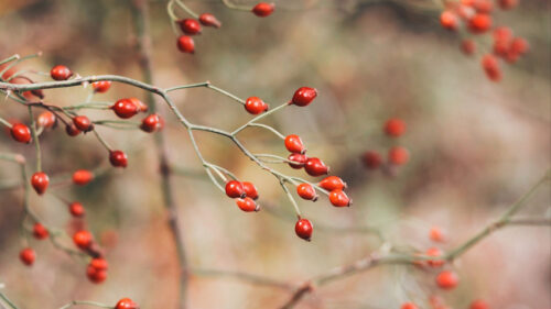 Rose, Hips,Berries, Red, HD Wallpapers Free Download