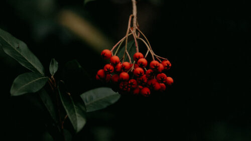 Rowan, Berries, Bunch, HD Wallpapers Free Download