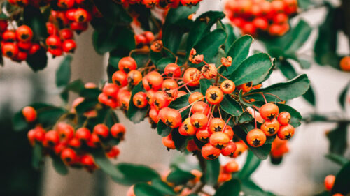 Rowan, Berries, Bunch HD Wallpapers Free Download (2)