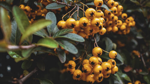 Rowan, Berries, Bunch HD Wallpapers Free Download (3)