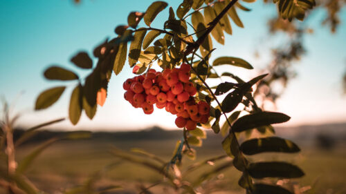 Rowan, Berries, Bunch HD Wallpapers Free Download