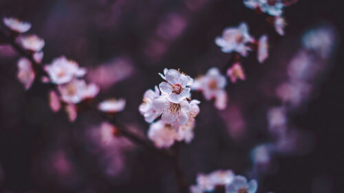 Sakura, Flowers, White, HD Wallpapers Free Download