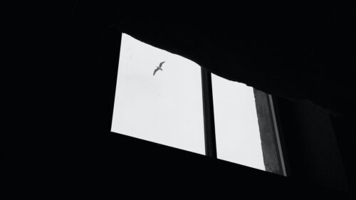 Seagull, Bird, Window HD Wallpapers Free Download