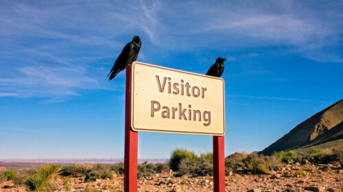 Sign, Parking, Crows, HD Wallpapers Free Download
