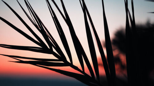 Silhouette, Sunset, Leaves HD Wallpapers Free Download