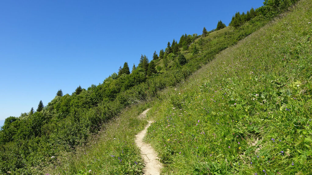 Previous
