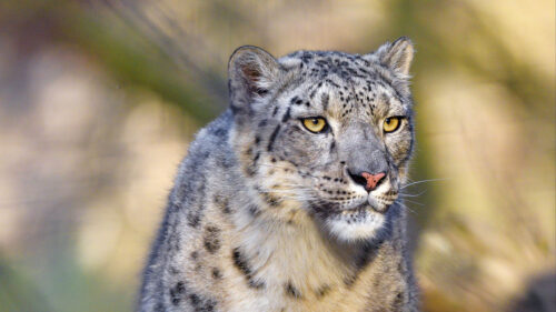 Snow, Leopard, Animal, Predator HD Wallpapers Free Download (1)