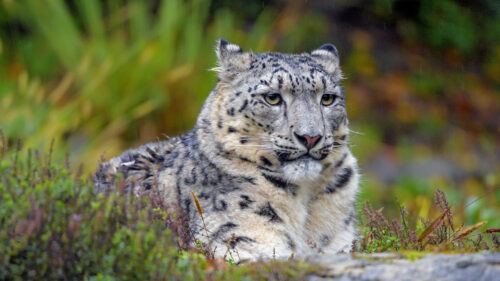 Snow, Leopard, Big, Cat, Predator HD Wallpapers Free Download