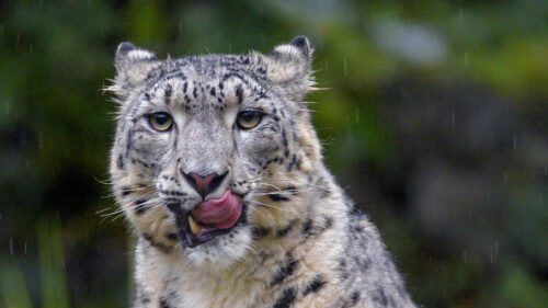Snow, Leopard, Leopard, Big HD Wallpapers Free Download