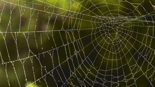 Spider, Web, Macro, Drops HD Wallpapers Free Download