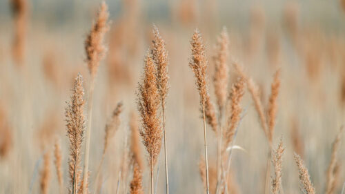 Spikelets, Grass, Plants HD Wallpapers Free Download