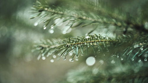 Spruce, Branch, Drops HD Wallpapers Free Download (2)