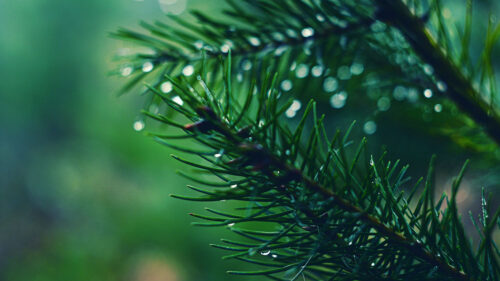 Spruce, Branch, Drops HD Wallpapers Free Download