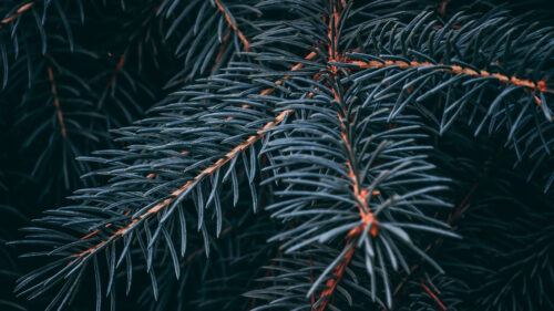 Spruce, Branch, Macro HD Wallpapers Free Download