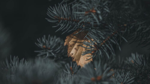 Spruce, Branch, Needles HD Wallpapers Free Download