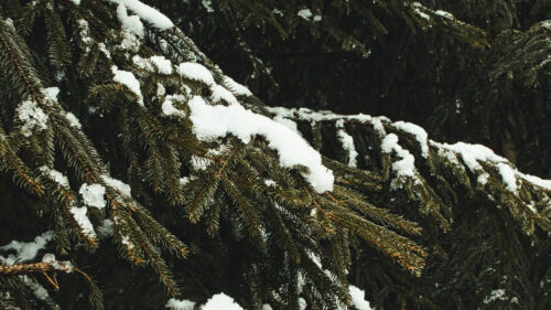 Spruce, Branches, Snow HD Wallpapers Free Download (1)