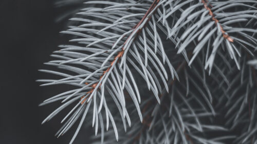Spruce, Branches, Snow HD Wallpapers Free Download (3)
