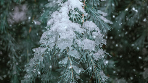 Spruce, Branches, Snow HD Wallpapers Free Download (4)