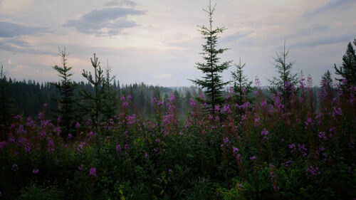 Spruce, Forest, Trees, HD Wallpapers Free Download