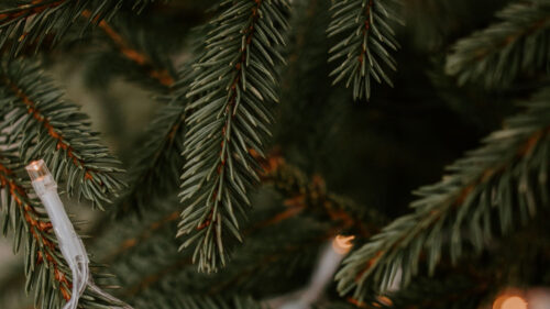 Spruce, Garland, Branches HD Wallpapers Free Download