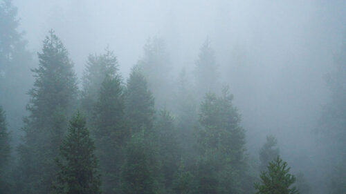 Spruce, Trees, Forest HD Wallpapers Free Download (2)