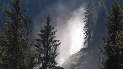 Spruce, Trees, Forest HD Wallpapers Free Download